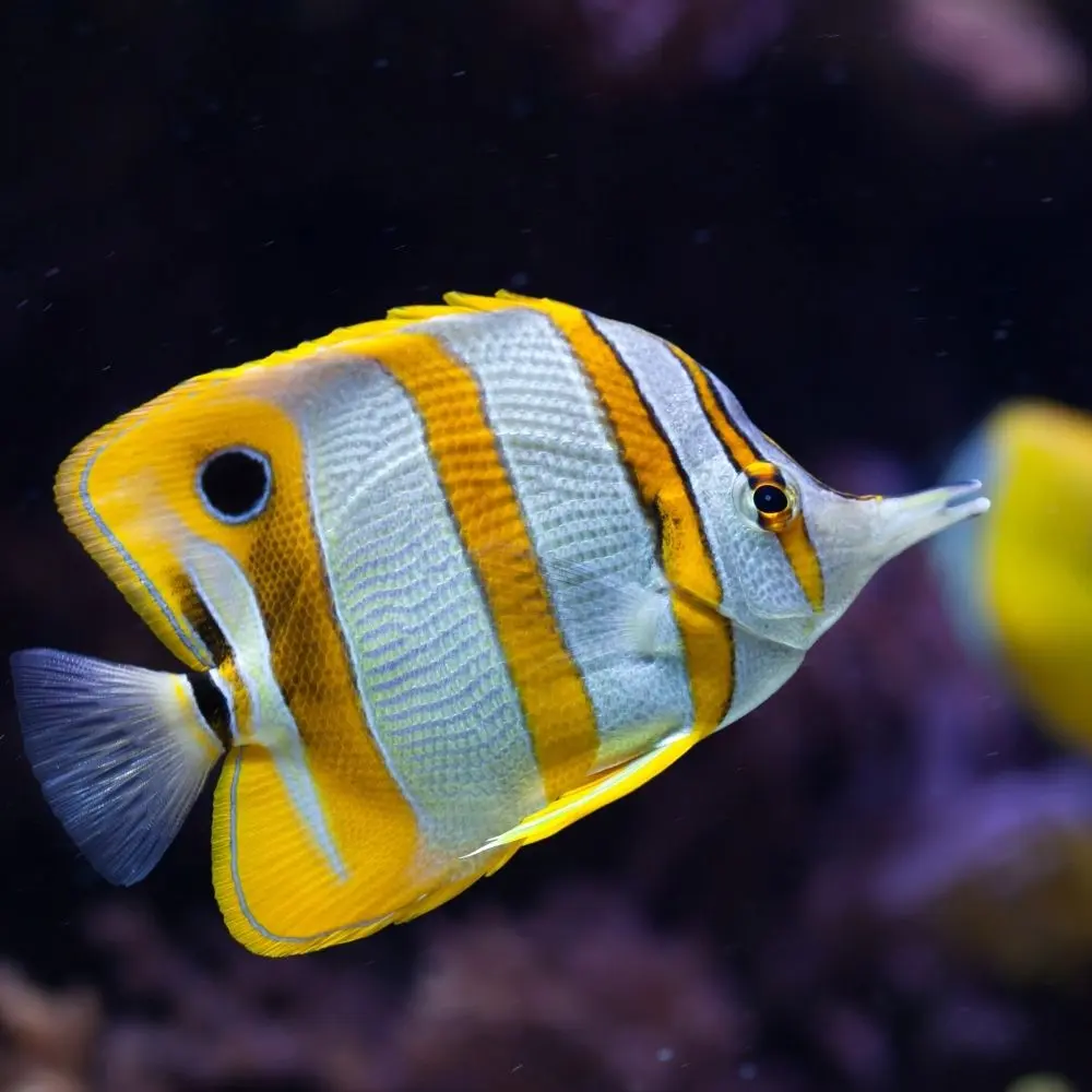 TEHLİKELİ VE ÇOK TEHLİKELİ İŞLERDE SU ÜRÜNLERİNİN ÜRETİMİ VE İŞLENMESİ EĞİTİMİ