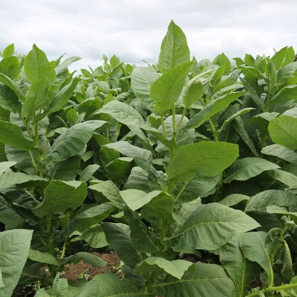 TEHLİKELİ VE ÇOK TEHLİKELİ İŞLERDE TÜTÜN İŞLEME EĞİTİMİ