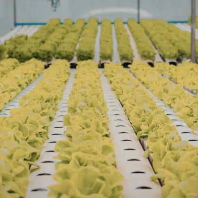 TOPRAKSIZ TARIM EĞİTİMİ